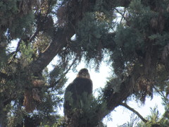 Accipiter cooperii