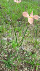 Moraea minor