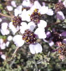 Eriocephalus grandiflorus