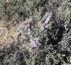 Eriocephalus grandiflorus