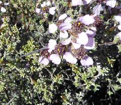Eriocephalus grandiflorus