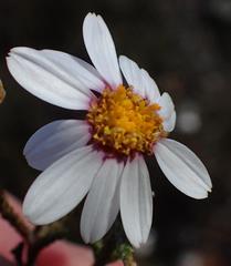 Phymaspermum appressum