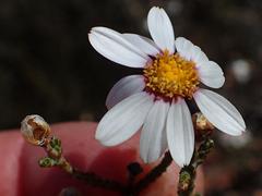 Phymaspermum appressum