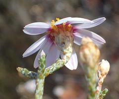 Phymaspermum appressum