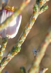 Phymaspermum appressum