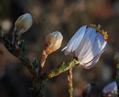 Phymaspermum appressum