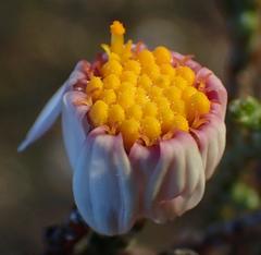 Phymaspermum appressum