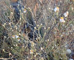 Phymaspermum appressum