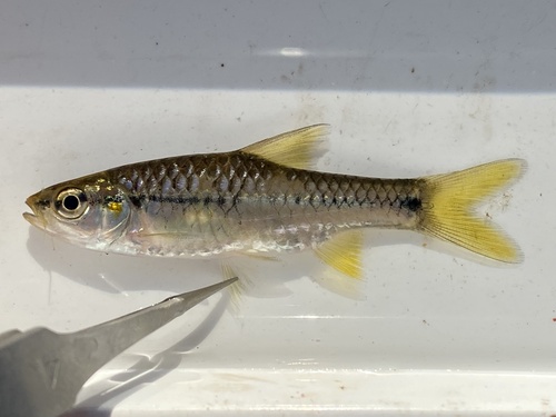 Redspot barb (Enteromius kerstenii) — Cyprinidae — 5