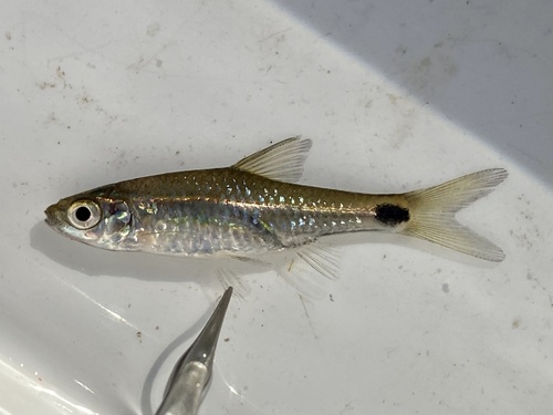 Spottail barb (Enteromius afrovernayi) — Cyprinidae — 4