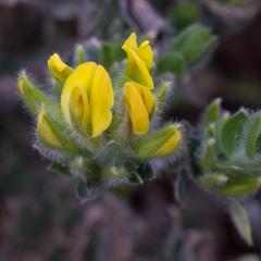 Xiphotheca lanceolata