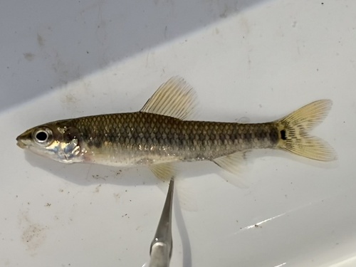 Bandbodemzalm (Nannocharax multifasciatus) — Distichodontidae — 3