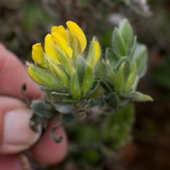 Xiphotheca lanceolata