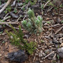 Xiphotheca lanceolata