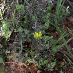 Xiphotheca lanceolata