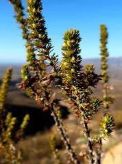 Aspalathus sceptrum-aureum