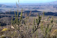 Aspalathus sceptrum-aureum