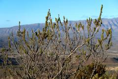 Aspalathus sceptrum-aureum