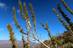 Aspalathus sceptrum-aureum