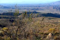 Aspalathus sceptrum-aureum