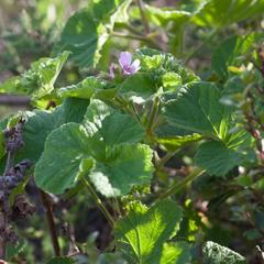 Pelargonium vitifolium
