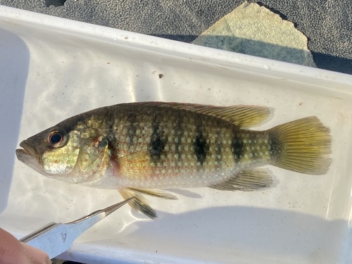 Angolan jewel cichlid (Hemichromis angolensis) — Cichlidae