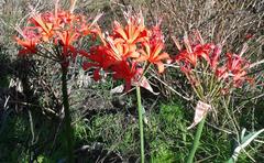 Nerine sarniensis