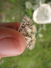 Agyllia asterodia