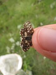 Agyllia asterodia