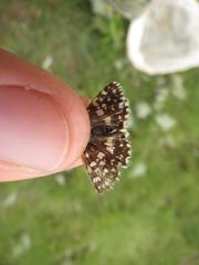 Agyllia asterodia
