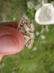 Agyllia asterodia