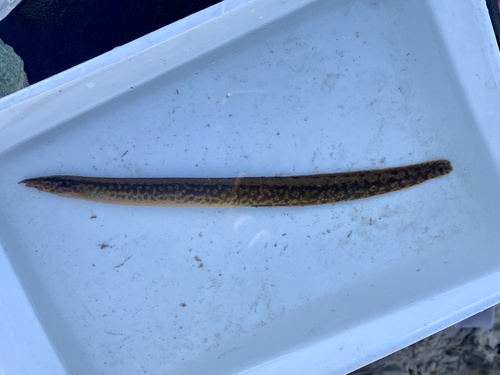 Longtail spiny eel (Mastacembelus frenatus) — Mastacembelidae — 4