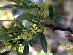 Searsia pyroides pyroides