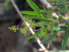 Searsia pyroides pyroides