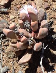 Cerochlamys pachyphylla