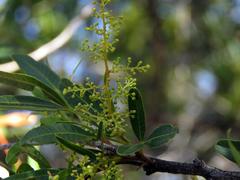 Searsia pyroides pyroides