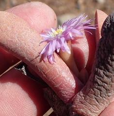 Cerochlamys pachyphylla