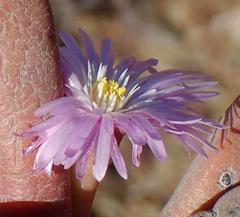Cerochlamys pachyphylla