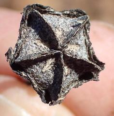 Cerochlamys pachyphylla