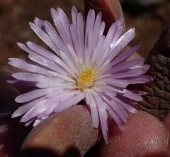Cerochlamys pachyphylla
