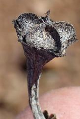 Cerochlamys pachyphylla