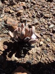 Cerochlamys pachyphylla