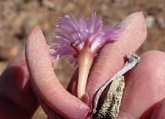 Cerochlamys pachyphylla