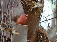 Lagonosticta senegala rendalli