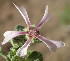 Anisodontea reflexa