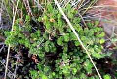 Pelargonium alternans alternans