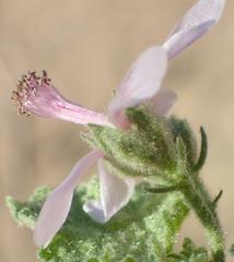 Anisodontea reflexa