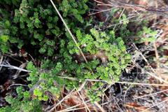 Pelargonium alternans alternans