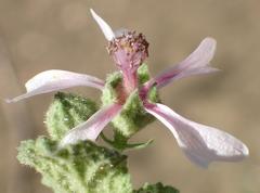 Anisodontea reflexa