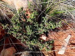 Pelargonium alternans alternans